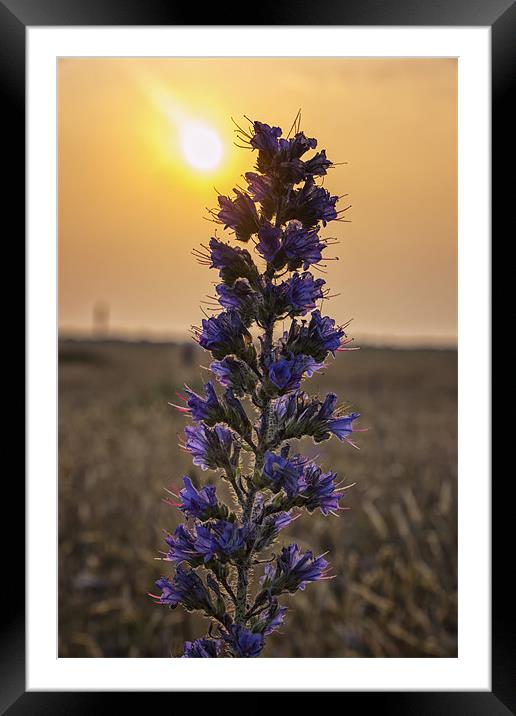 Purple Flower at sunrise Framed Mounted Print by Dean Messenger