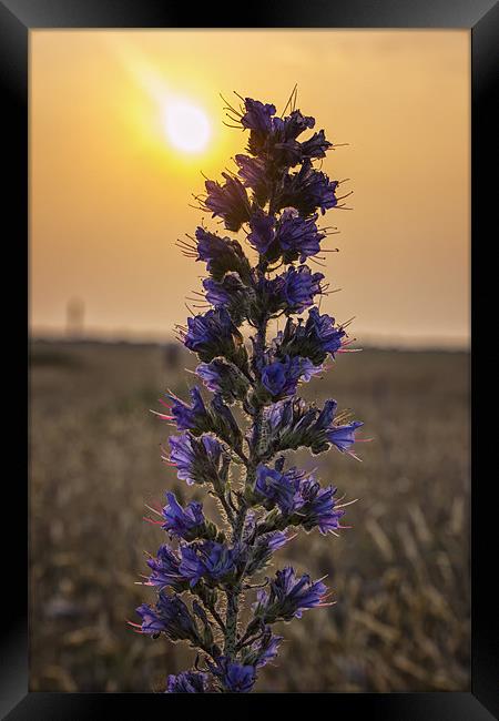 Purple Flower at sunrise Framed Print by Dean Messenger