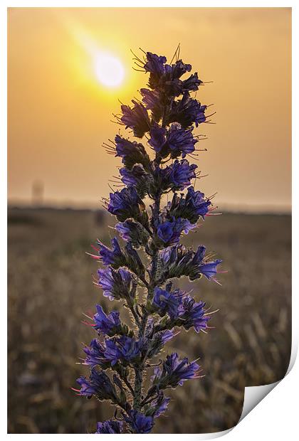 Purple Flower at sunrise Print by Dean Messenger