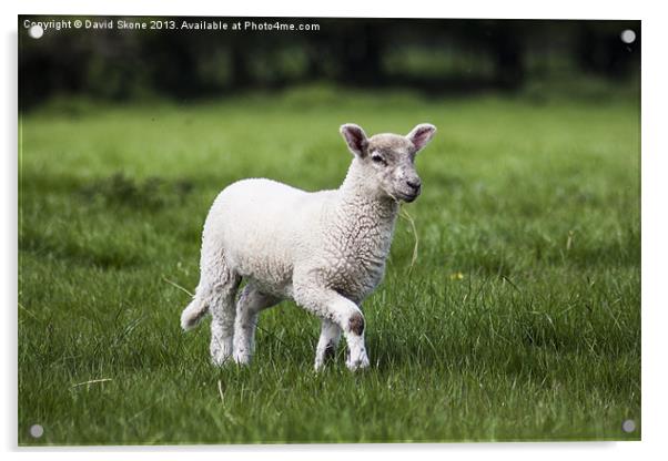 Lamb Acrylic by David Skone