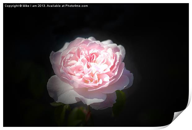 Beautiful pink rose Print by Thanet Photos