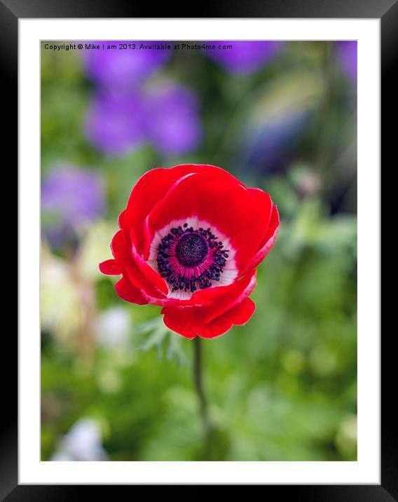 Red Anemone Framed Mounted Print by Thanet Photos