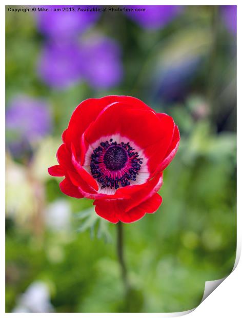 Red Anemone Print by Thanet Photos