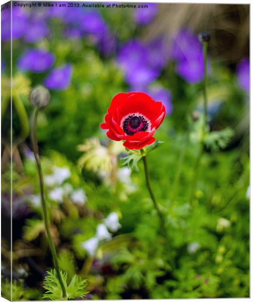 Single Red Anemone Canvas Print by Thanet Photos
