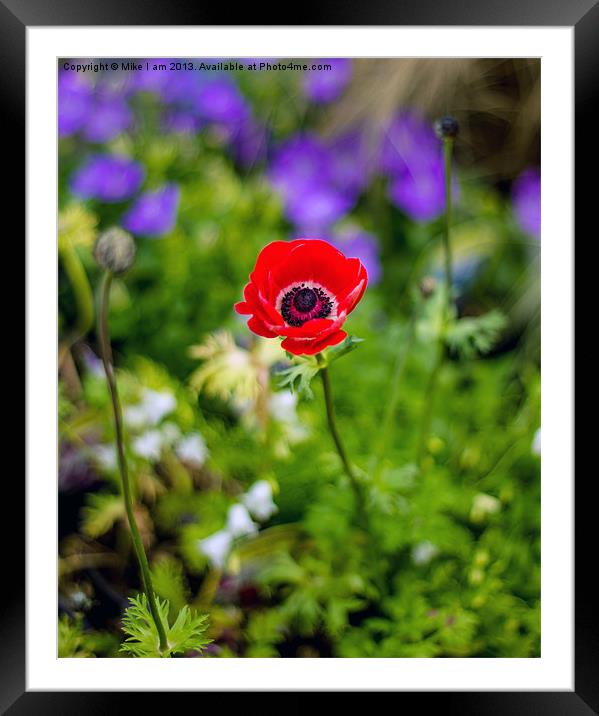 Single Red Anemone Framed Mounted Print by Thanet Photos