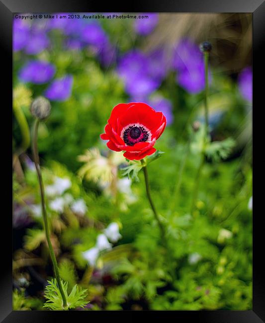 Single Red Anemone Framed Print by Thanet Photos