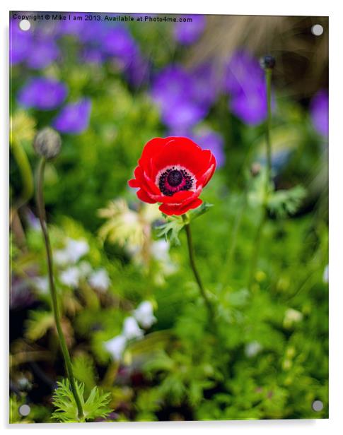 Single Red Anemone Acrylic by Thanet Photos