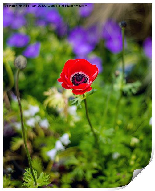 Single Red Anemone Print by Thanet Photos