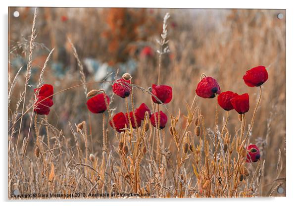 Poppys Acrylic by Sara Messenger