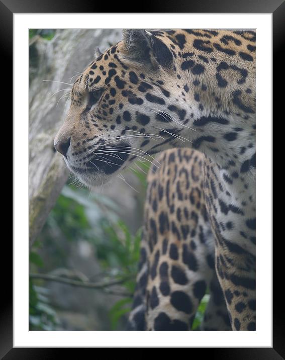 Amur Leopard Framed Mounted Print by Paula Jardine