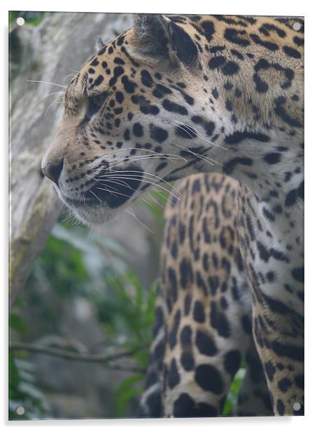 Amur Leopard Acrylic by Paula Jardine