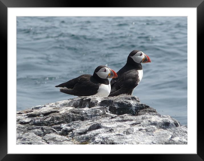 Two Puffins waiting for Tea Framed Mounted Print by Paula Jardine