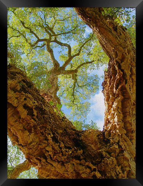 Cork Tree In Sunlight Framed Print by Clive Eariss