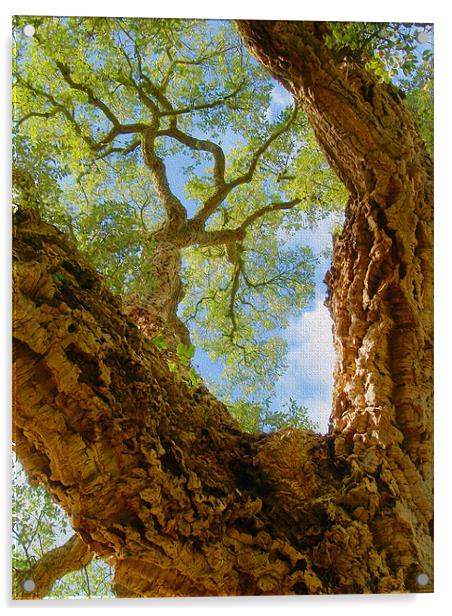 Cork Tree In Sunlight Acrylic by Clive Eariss