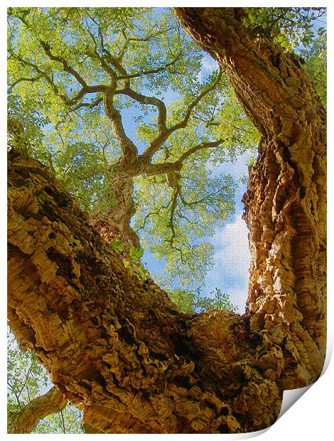 Cork Tree In Sunlight Print by Clive Eariss