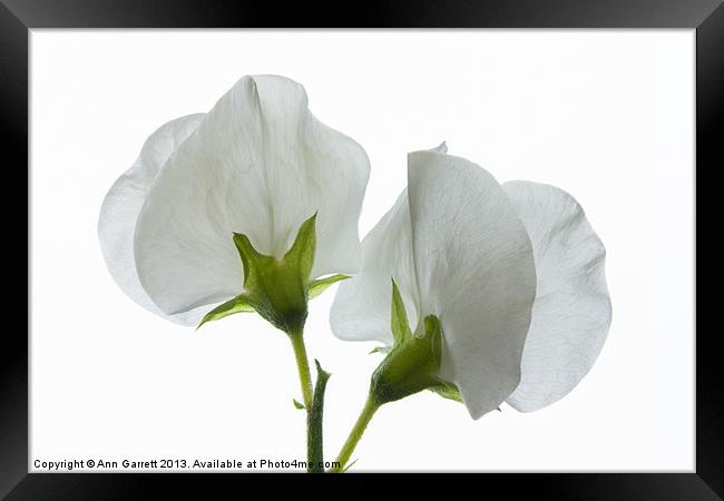 Two White Sweet Peas 2 Framed Print by Ann Garrett