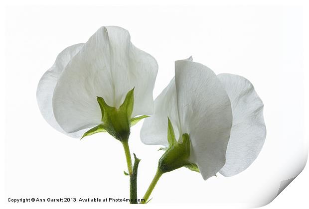 Two White Sweet Peas 2 Print by Ann Garrett