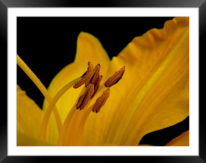golden lily Framed Mounted Print by Heather Newton
