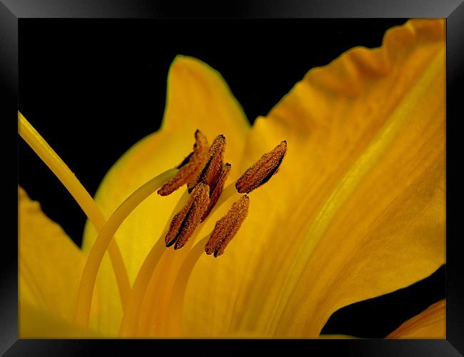 golden lily Framed Print by Heather Newton