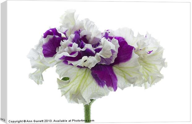 Purple and White Frilly Petunia Canvas Print by Ann Garrett