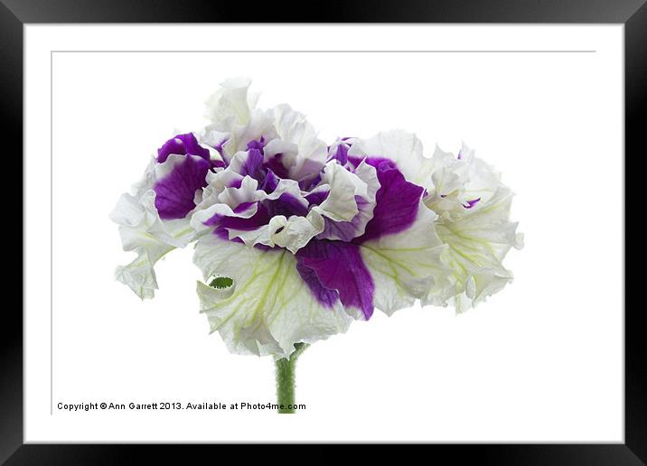 Purple and White Frilly Petunia Framed Mounted Print by Ann Garrett