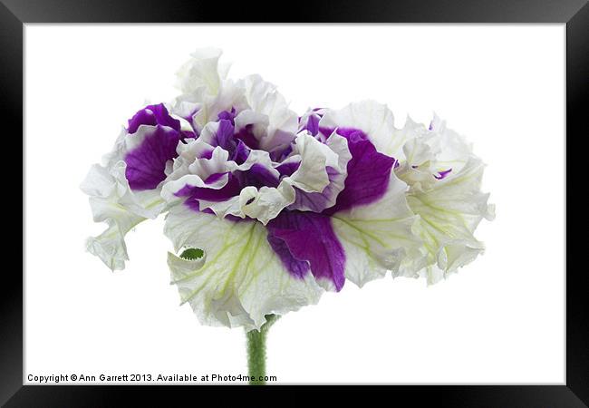Purple and White Frilly Petunia Framed Print by Ann Garrett