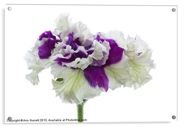 Purple and White Frilly Petunia Acrylic by Ann Garrett