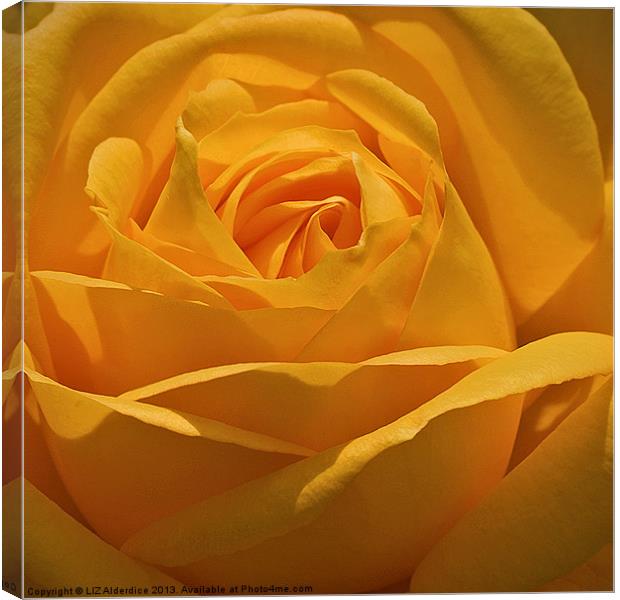 Golden Rose Canvas Print by LIZ Alderdice