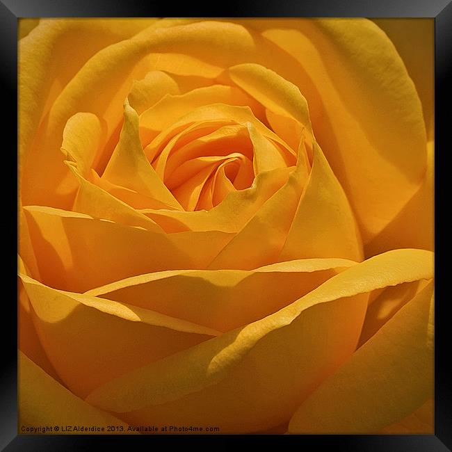 Golden Rose Framed Print by LIZ Alderdice
