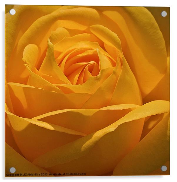 Golden Rose Acrylic by LIZ Alderdice