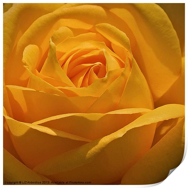 Golden Rose Print by LIZ Alderdice