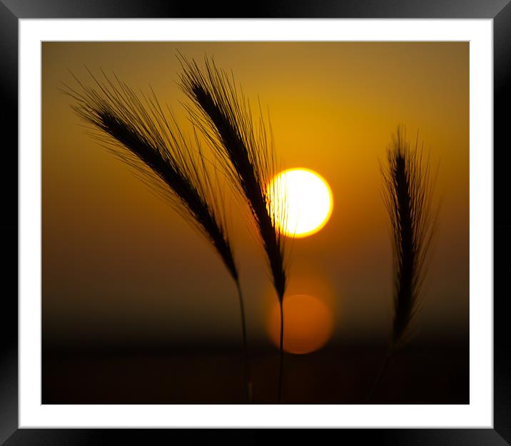 Simplicity at Sunset Framed Mounted Print by Jed Pearson