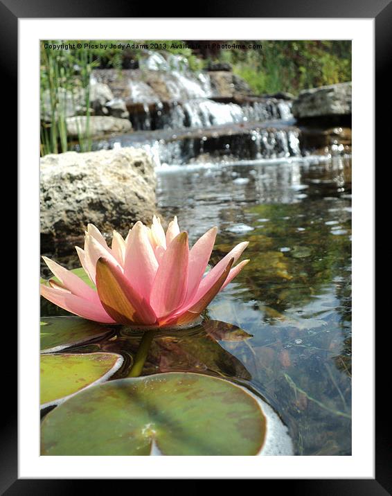 Pink Waterlily and the falls Framed Mounted Print by Pics by Jody Adams