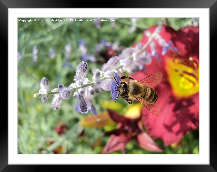 Bee into the Bloom Framed Mounted Print by Pics by Jody Adams