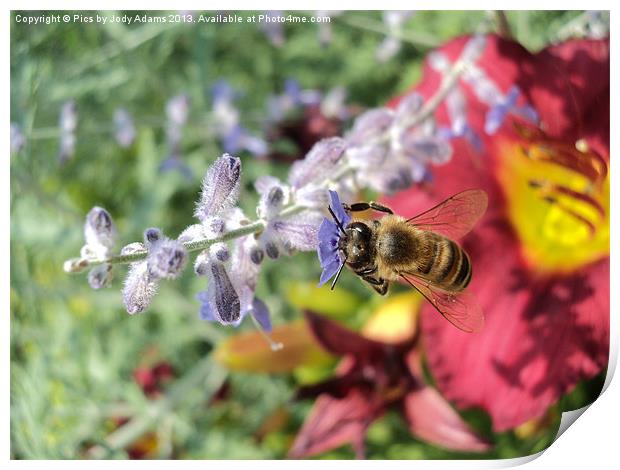 Bee into the Bloom Print by Pics by Jody Adams