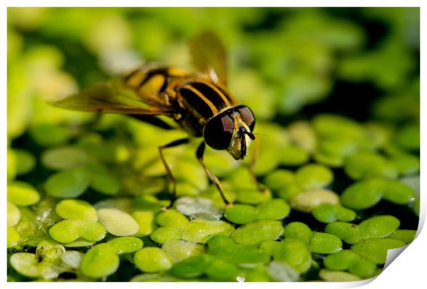 Walking on water Print by Gordon Bishop