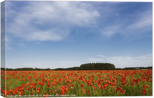 Field of red poppies and rapeseed in evening light Canvas Print by Liam Grant