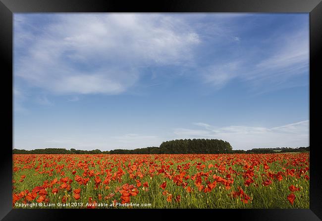 Field of red poppies and rapeseed in evening light Framed Print by Liam Grant