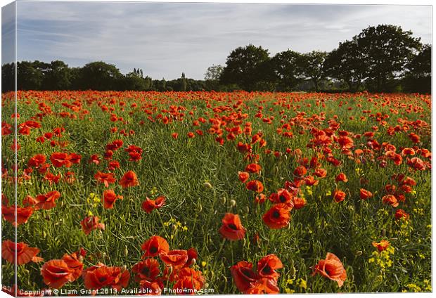 Field of red poppies and rapeseed in evening light Canvas Print by Liam Grant