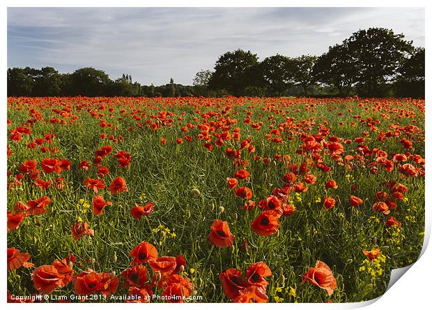 Field of red poppies and rapeseed in evening light Print by Liam Grant