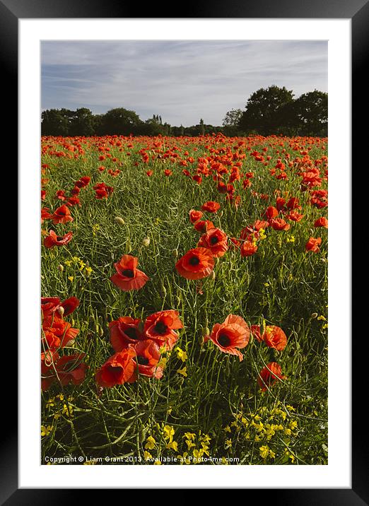 Field of red poppies and rapeseed in evening light Framed Mounted Print by Liam Grant