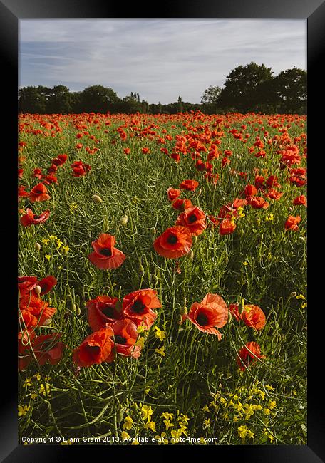 Field of red poppies and rapeseed in evening light Framed Print by Liam Grant