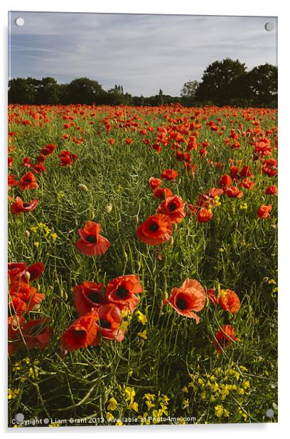 Field of red poppies and rapeseed in evening light Acrylic by Liam Grant