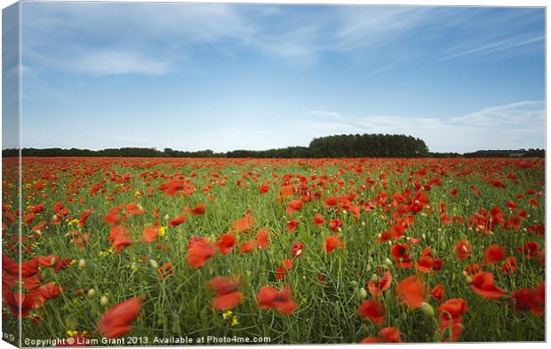 Wind blown field of red poppies and rapeseed in ev Canvas Print by Liam Grant