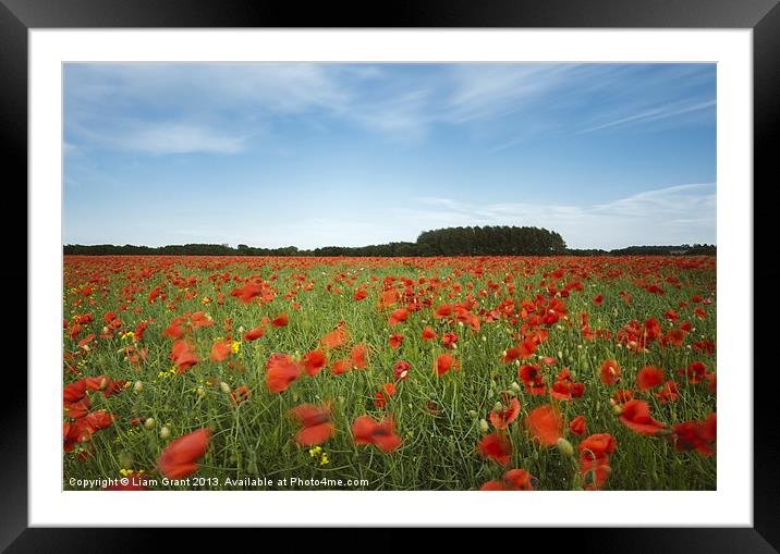 Wind blown field of red poppies and rapeseed in ev Framed Mounted Print by Liam Grant