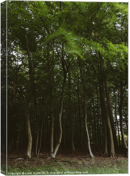 Woodland of Beech trees blowing in the wind. Hilbo Canvas Print by Liam Grant