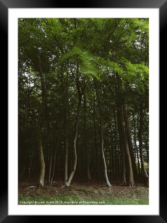 Woodland of Beech trees blowing in the wind. Hilbo Framed Mounted Print by Liam Grant