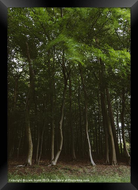 Woodland of Beech trees blowing in the wind. Hilbo Framed Print by Liam Grant