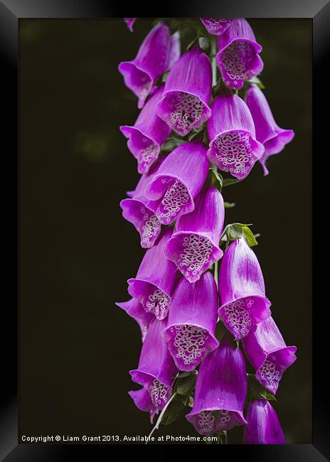 Purple Foxglove (digitalis purpurea) growing wild  Framed Print by Liam Grant