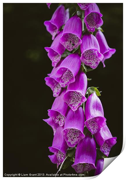 Purple Foxglove (digitalis purpurea) growing wild  Print by Liam Grant